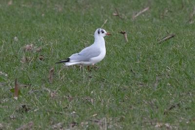 Mouette rieuse