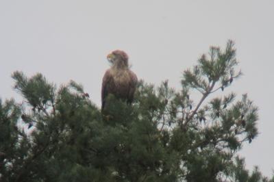 Pygargue à queue blanche