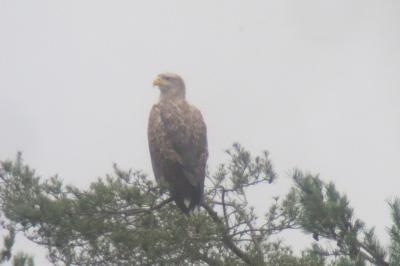 Pygargue à queue blanche