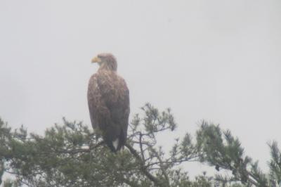 Pygargue à queue blanche