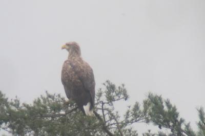 Pygargue à queue blanche