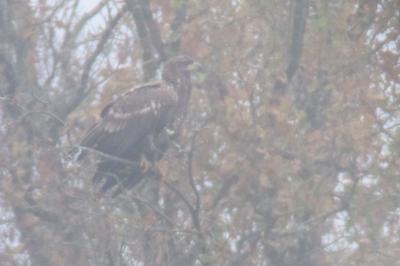 Pygargue à queue blanche