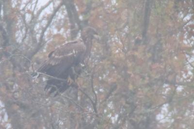 Pygargue à queue blanche