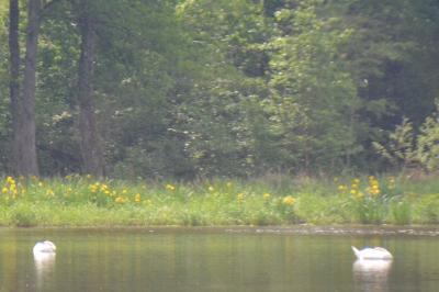 Cygne tuberculé
