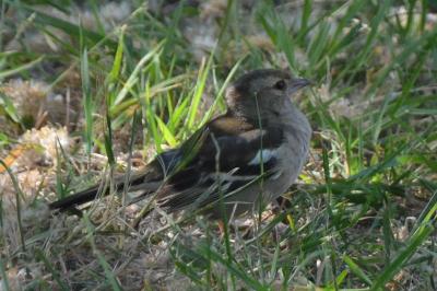 Fringilla coelebs