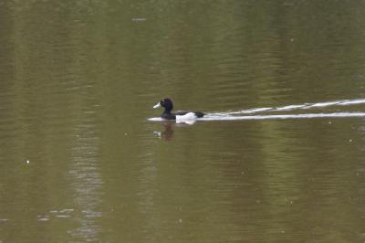 Fuligule morillon