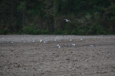 Mouette rieuse