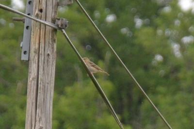 Pipit des arbres