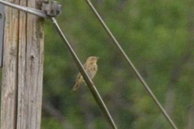 Pipit des arbres