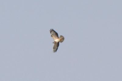 Buse variable
