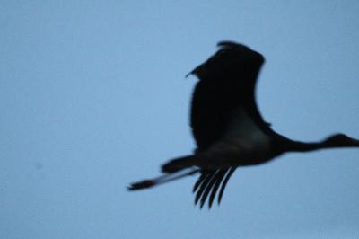 Cigogne noire