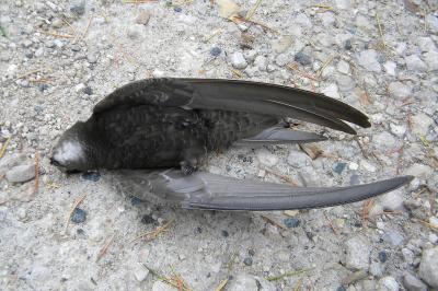 Martinet noir