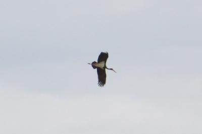 Cigogne noire