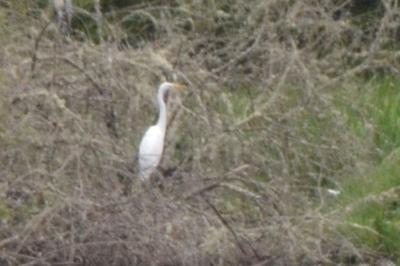Grande Aigrette