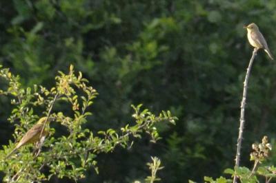 Bruant jaune