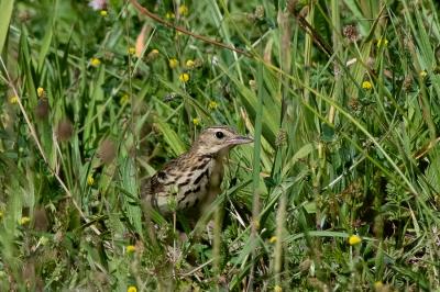 Pipit des arbres