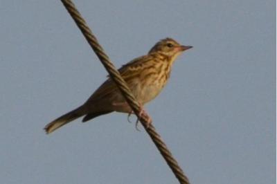 Pipit des arbres