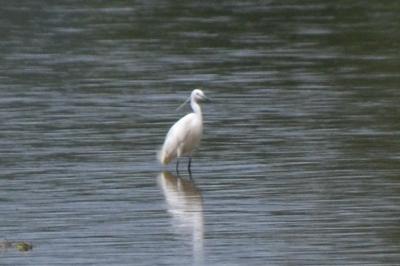 Aigrette garzette