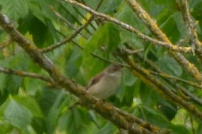 Fauvette grisette