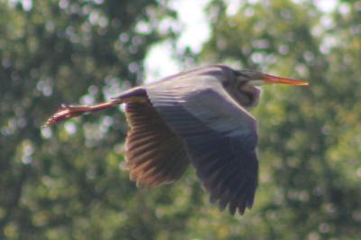 Ardea purpurea