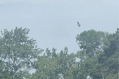 Balbuzard pêcheur
