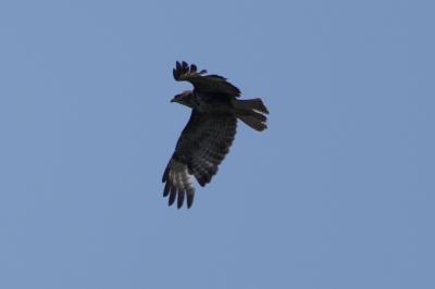 Buse variable
