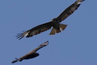 Buse variable