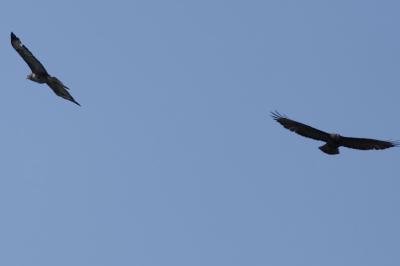 Buse variable
