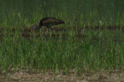 Ibis falcinelle