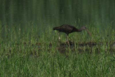 Ibis falcinelle
