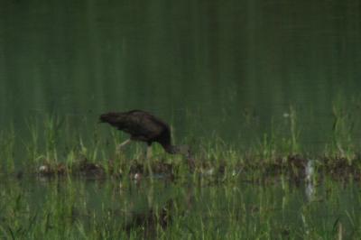 Ibis falcinelle