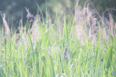 Butor blongios