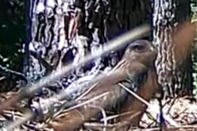 Buse variable