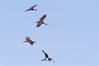 Cigogne noire
