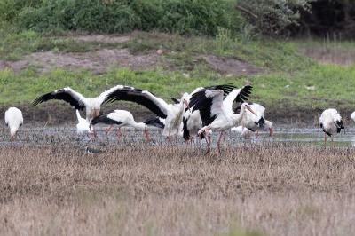 Cigogne blanche