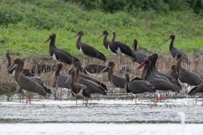 Cigogne noire