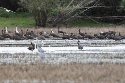 Cigogne noire