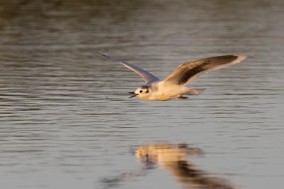 Mouette pygmée