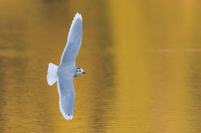 Mouette pygmée