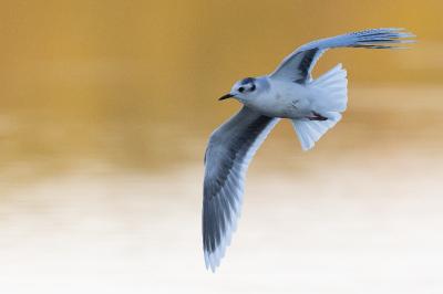 Mouette pygmée