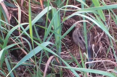 Canard colvert