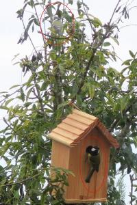 Mésange charbonnière