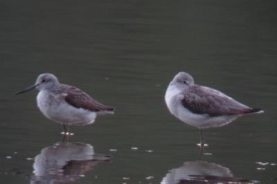 Tringa nebularia