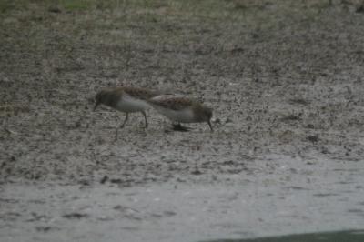 Calidris temminckii