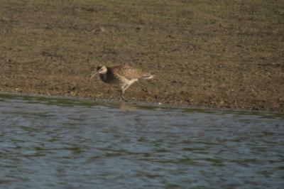 Numenius phaeopus