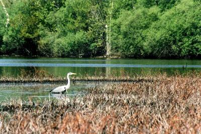 Ardea cinerea