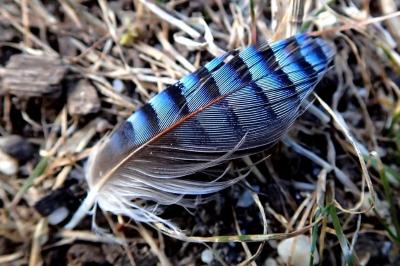 Garrulus glandarius