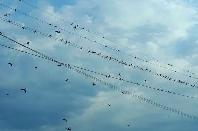 Hirundo rustica