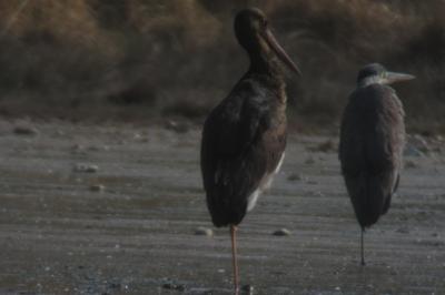 Ciconia nigra