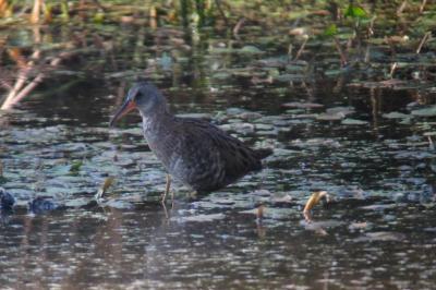 Rallus aquaticus